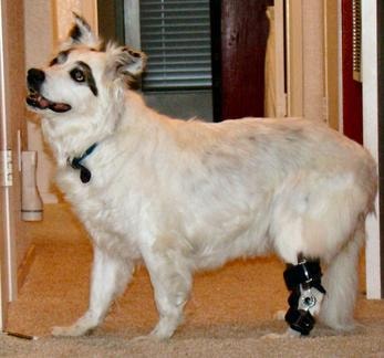 Dog receiving physical therapy treatment