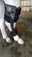 Horse wearing black leg protection boots