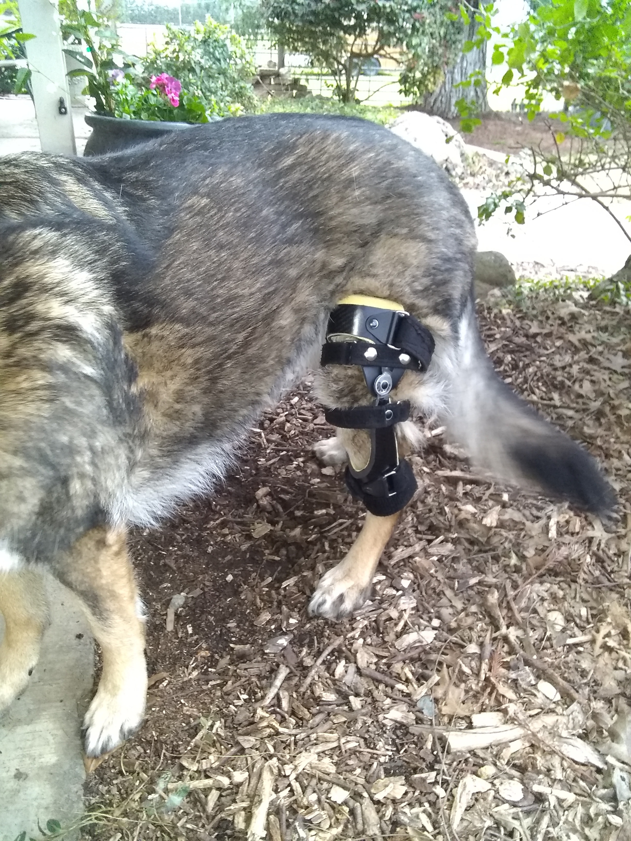 Dog leg brace orthopedic veterinary