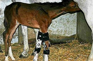Equine veterinarian bandaging horse leg on a farm