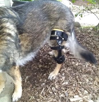 Dog wearing a custom canine leg brace