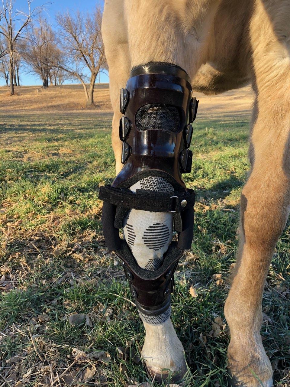 Horse wearing a custom orthopedic leg brace