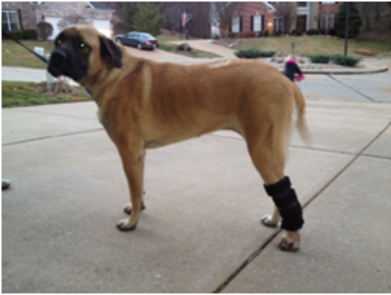 Dog in physiotherapy office with leg brace