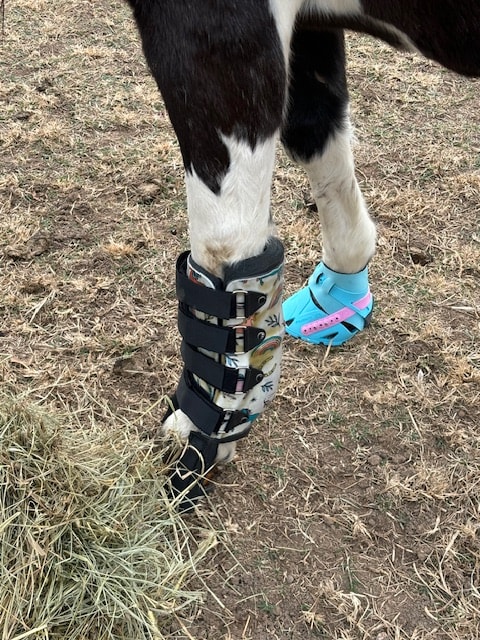 Horse leg veterinary care